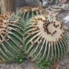IMG_5083 Echinocactus grusonii